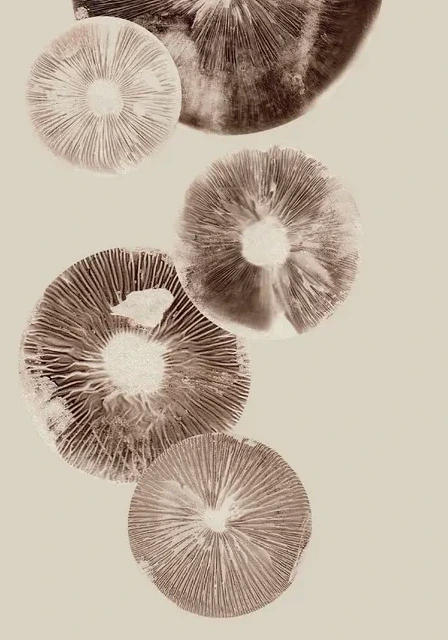 Mushroom - 6 Cream