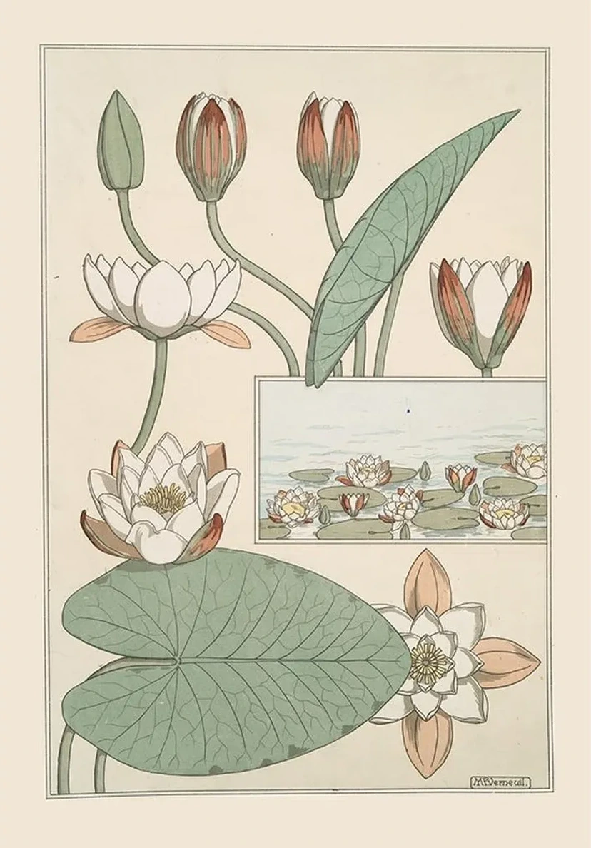 N Nuphar
