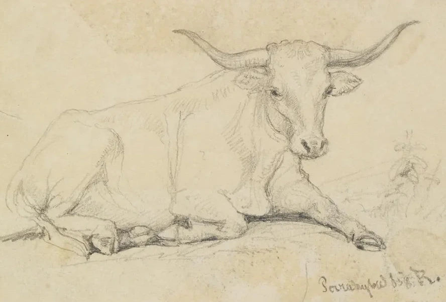 Ochsenstudie, Liegend