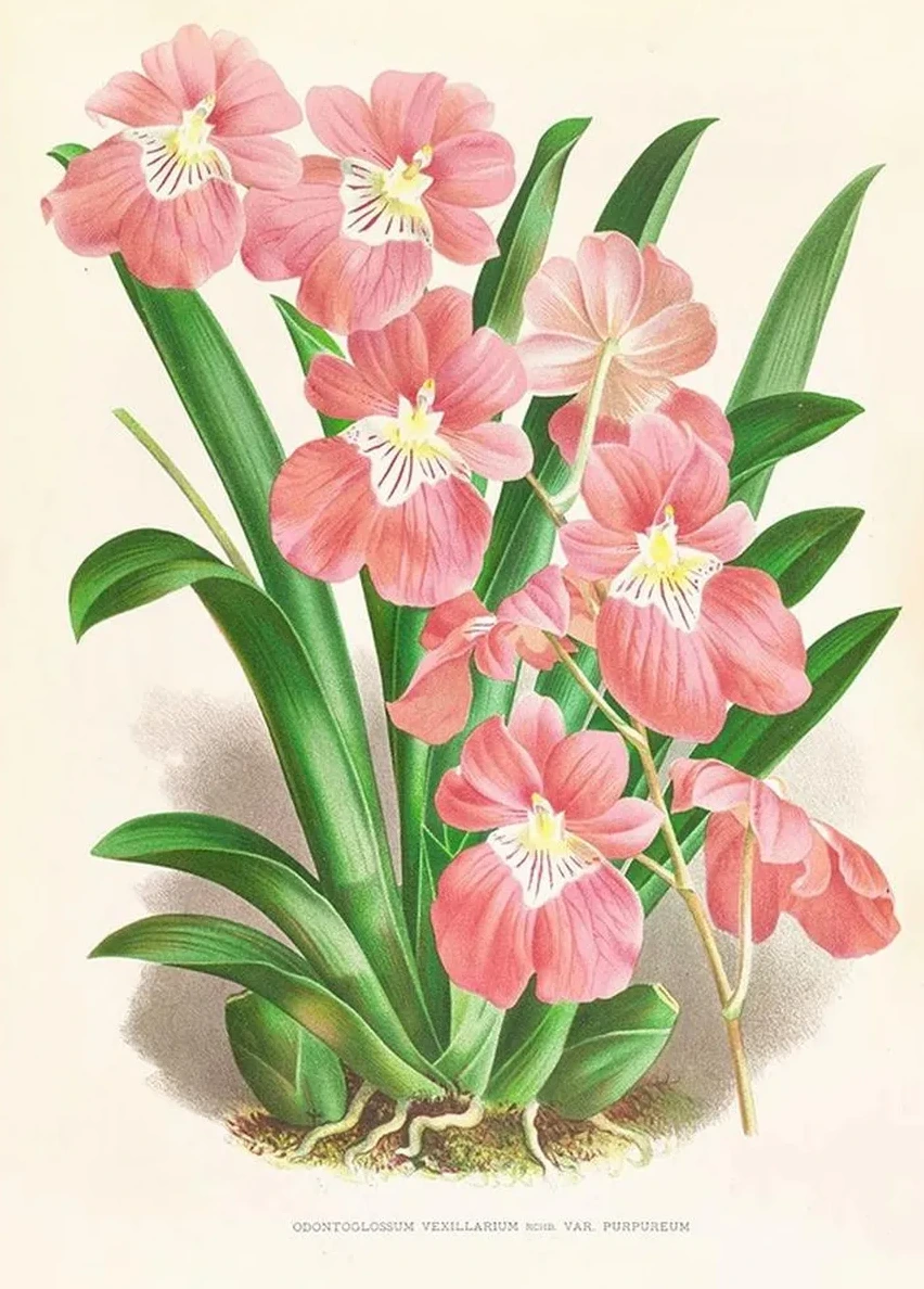 Odontoglossum Vexillarium