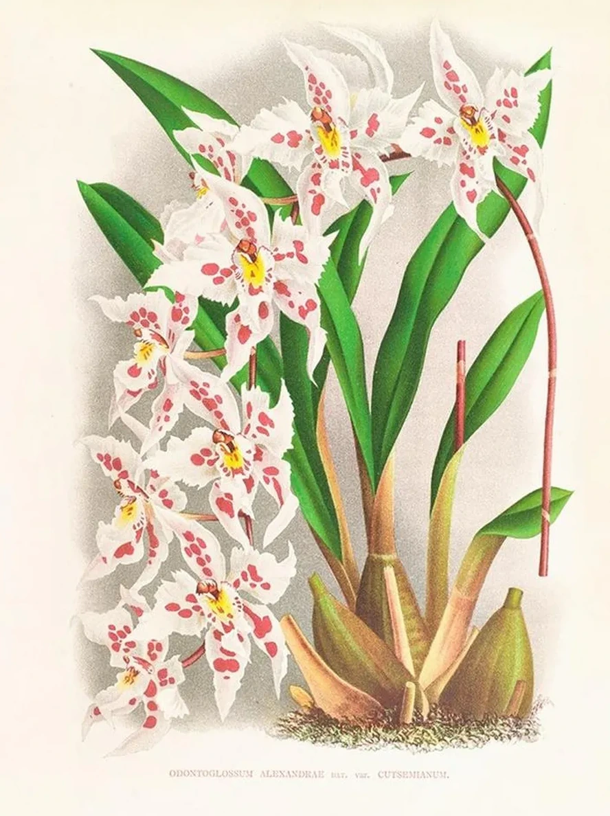 Odontoglossum Alexandrae Var Cutsemianum