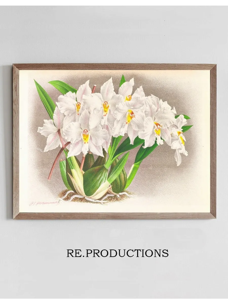 Odontoglossum Alexandrae