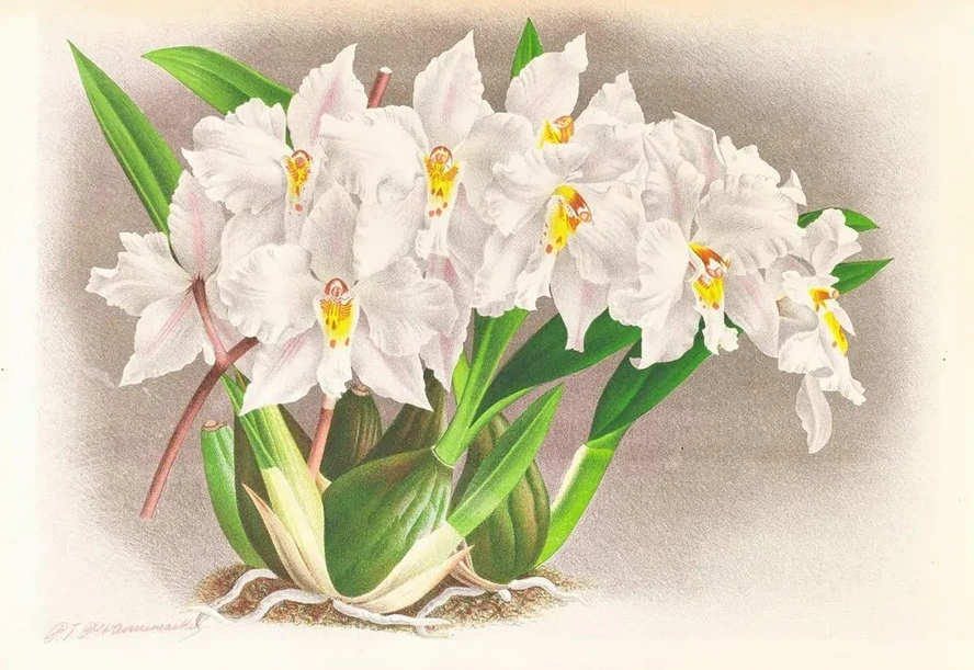 Odontoglossum Alexandrae
