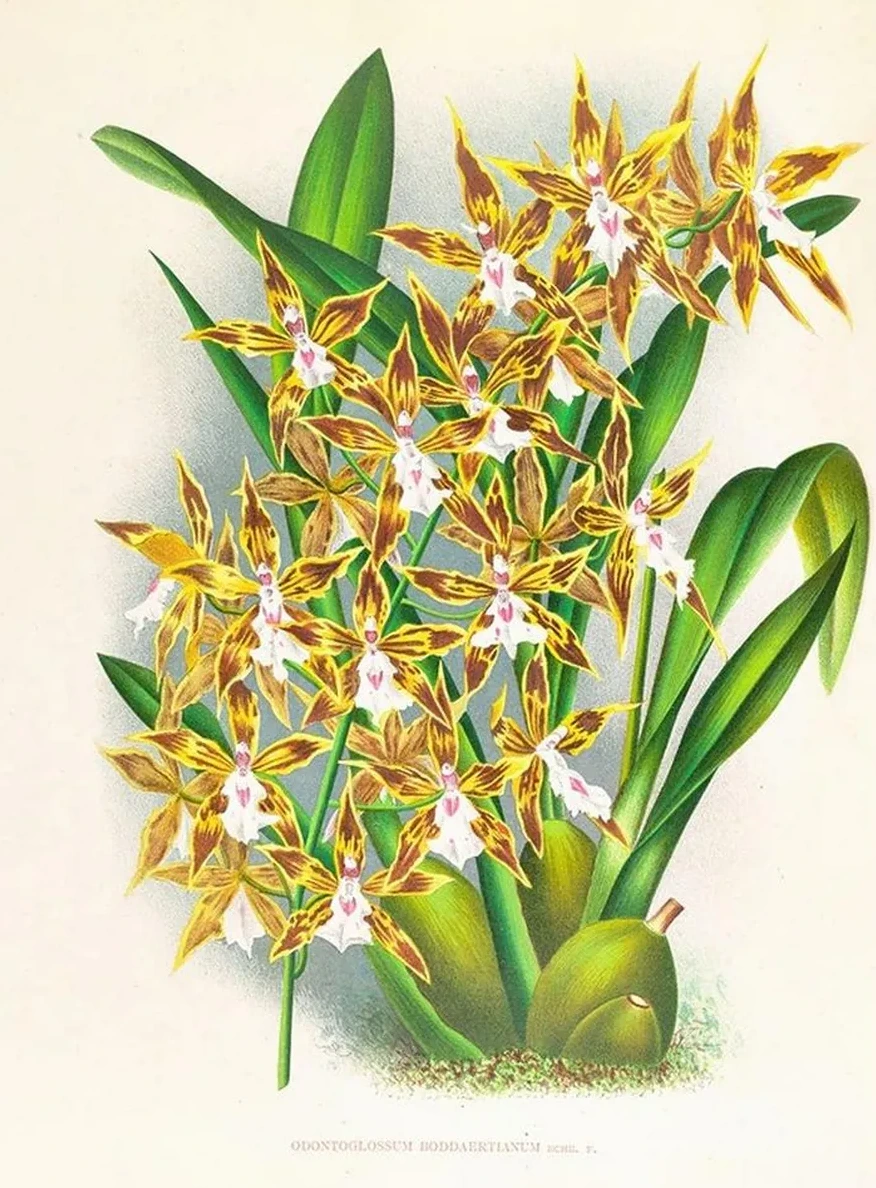 Odontoglossum Boddaertianum