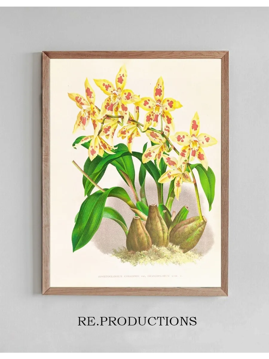 Odontoglossum Coradinei Var Grandiflorum