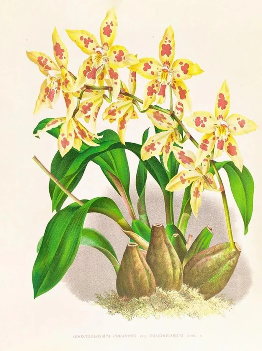 Odontoglossum Coradinei Var Grandiflorum