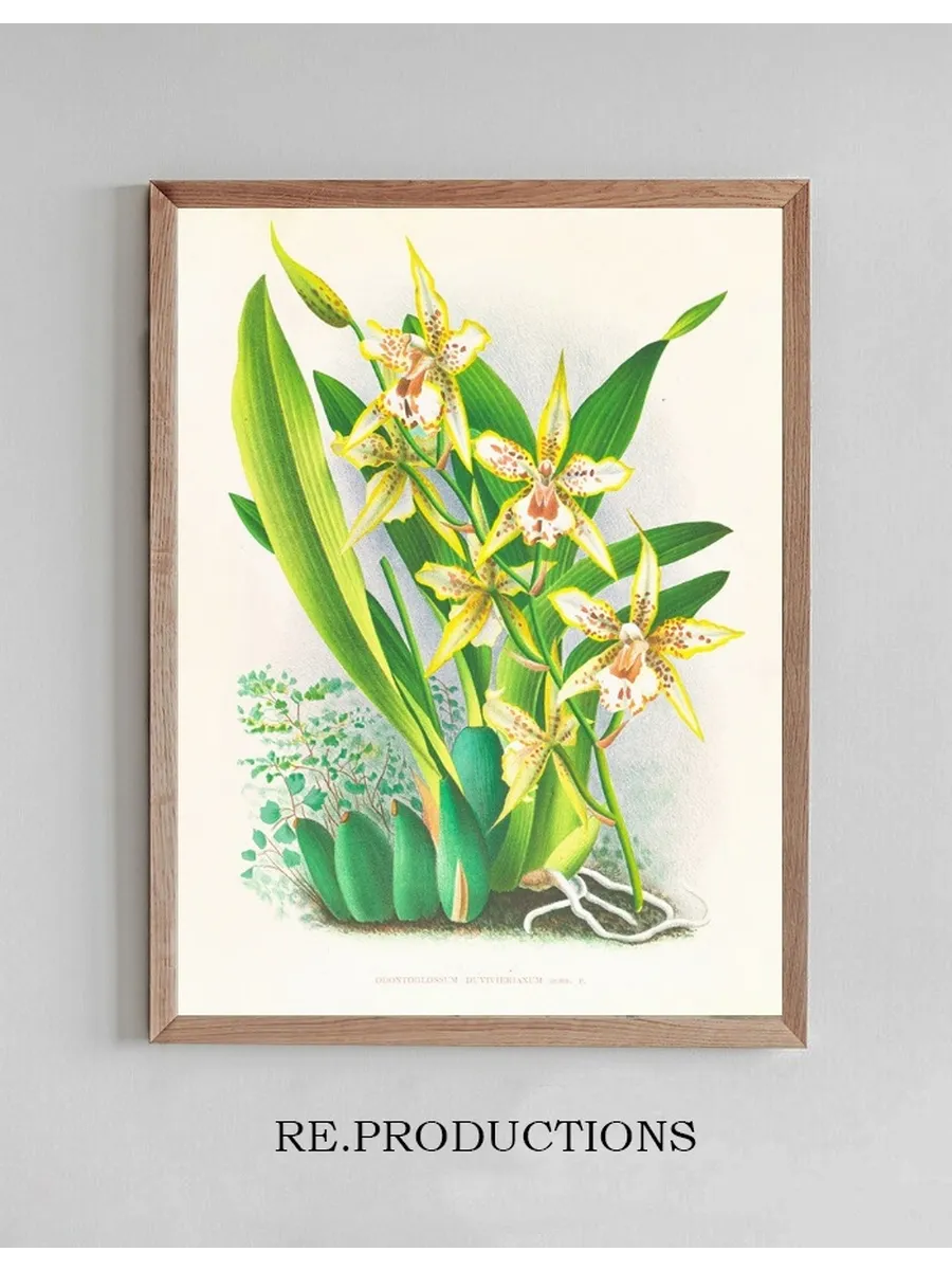 Odontoglossum Duvivierianum