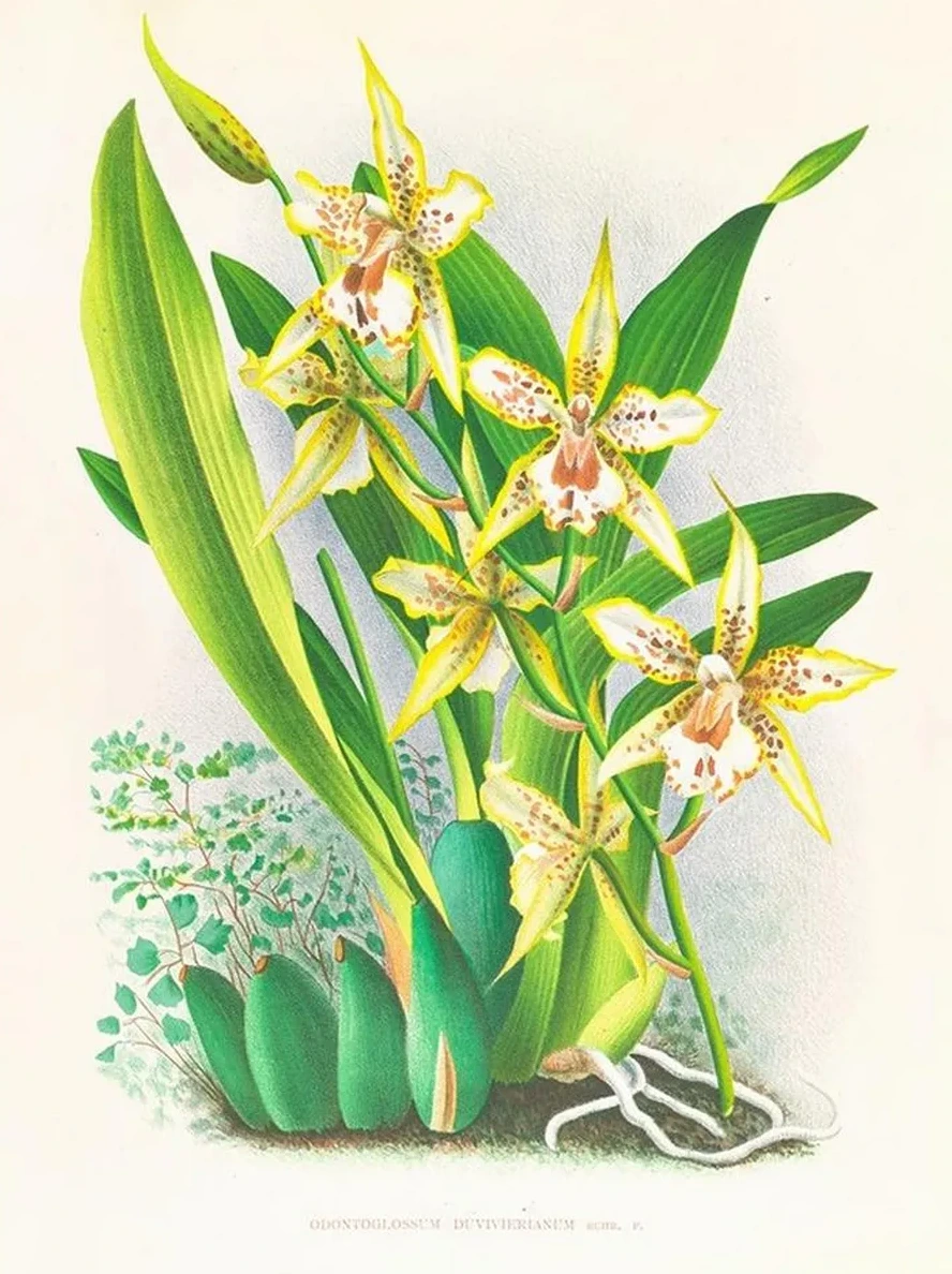 Odontoglossum Duvivierianum