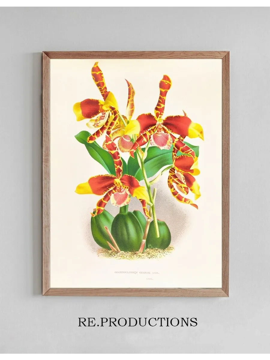 Odontoglossum Grande