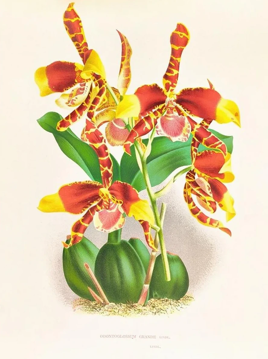 Odontoglossum Grande