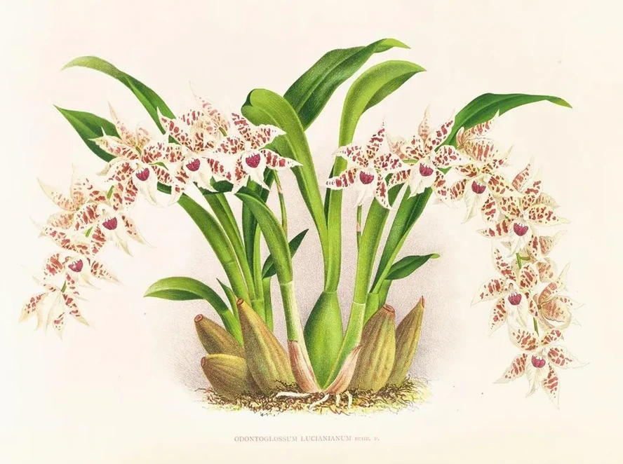 Odontoglossum Lucianianum