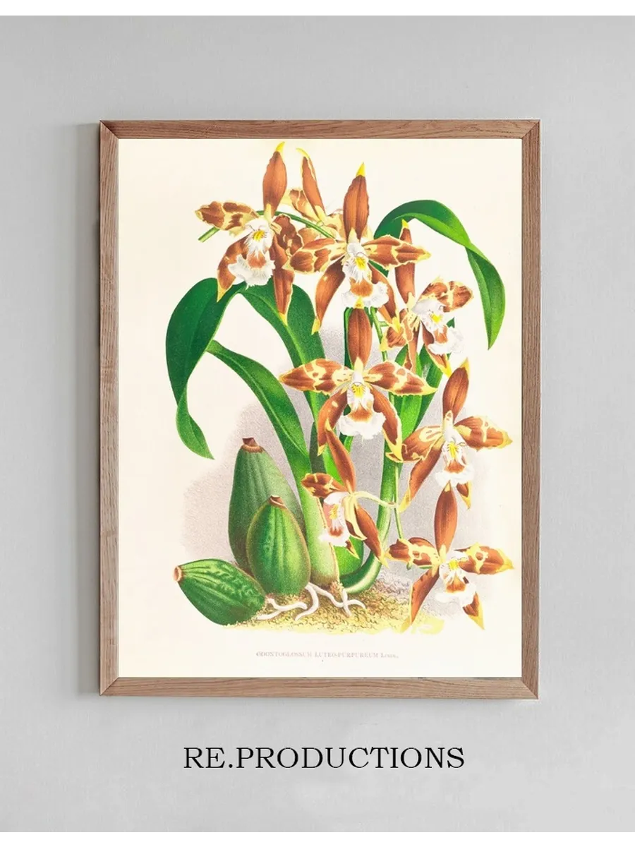 Odontoglossum Luteo - Purpureum