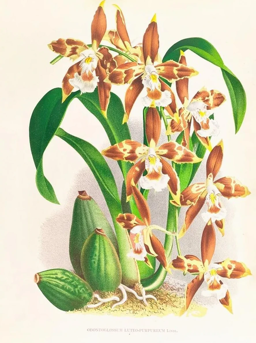 Odontoglossum Luteo - Purpureum