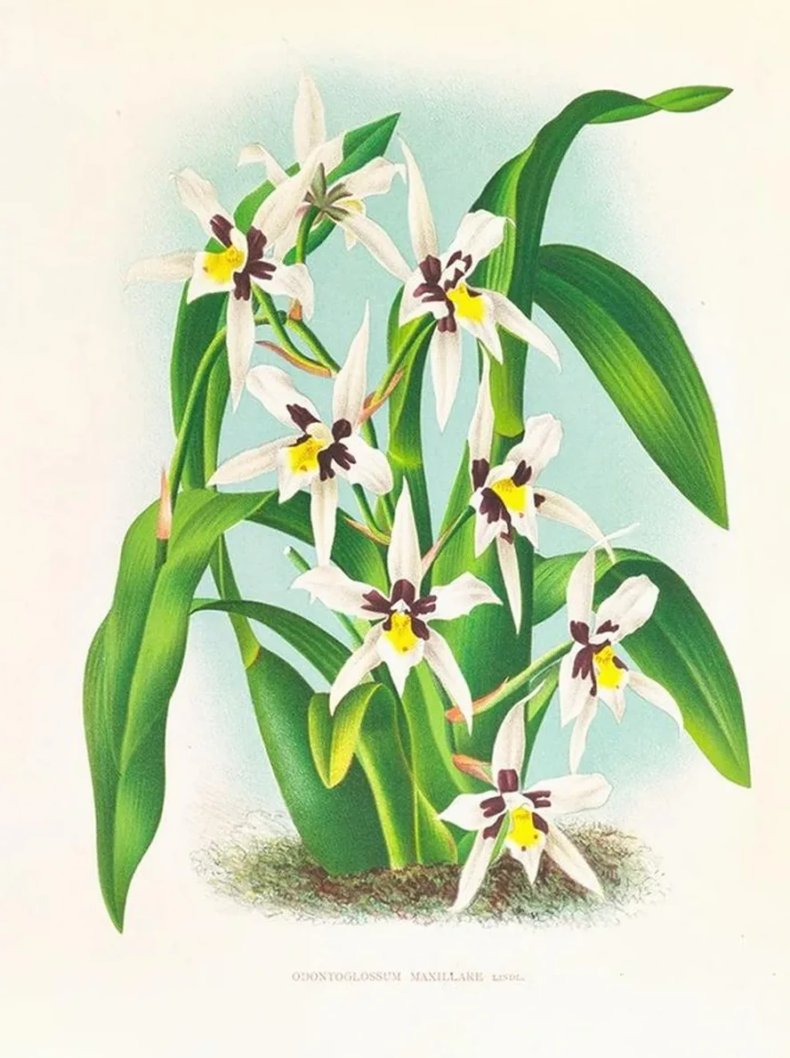 Odontoglossum Maxillare