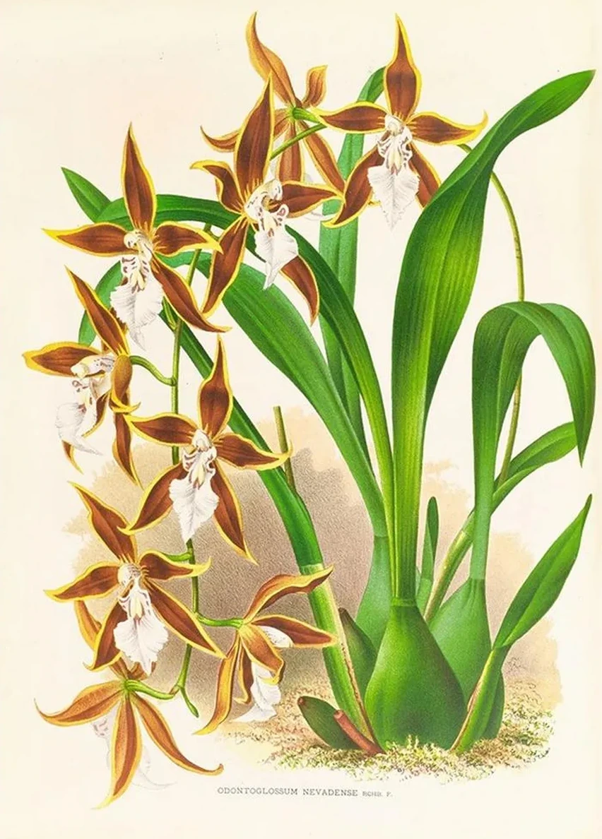 Odontoglossum Nevadense