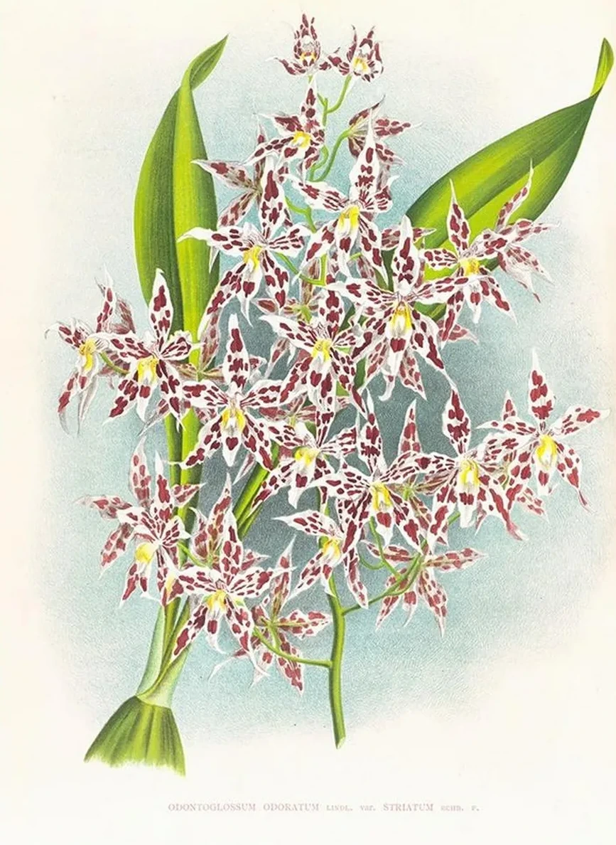 Odontoglossum Odoratum Var Striatum
