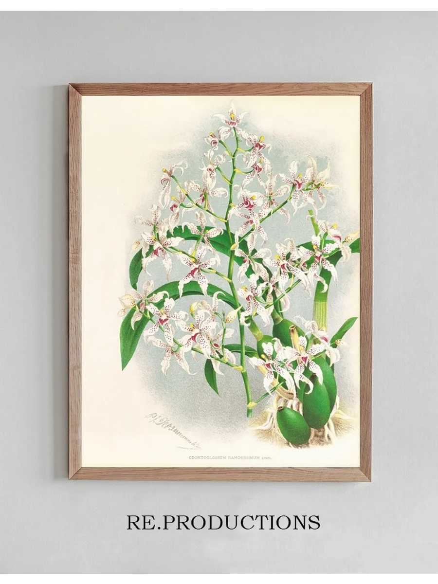 Odontoglossum Ramosissimum