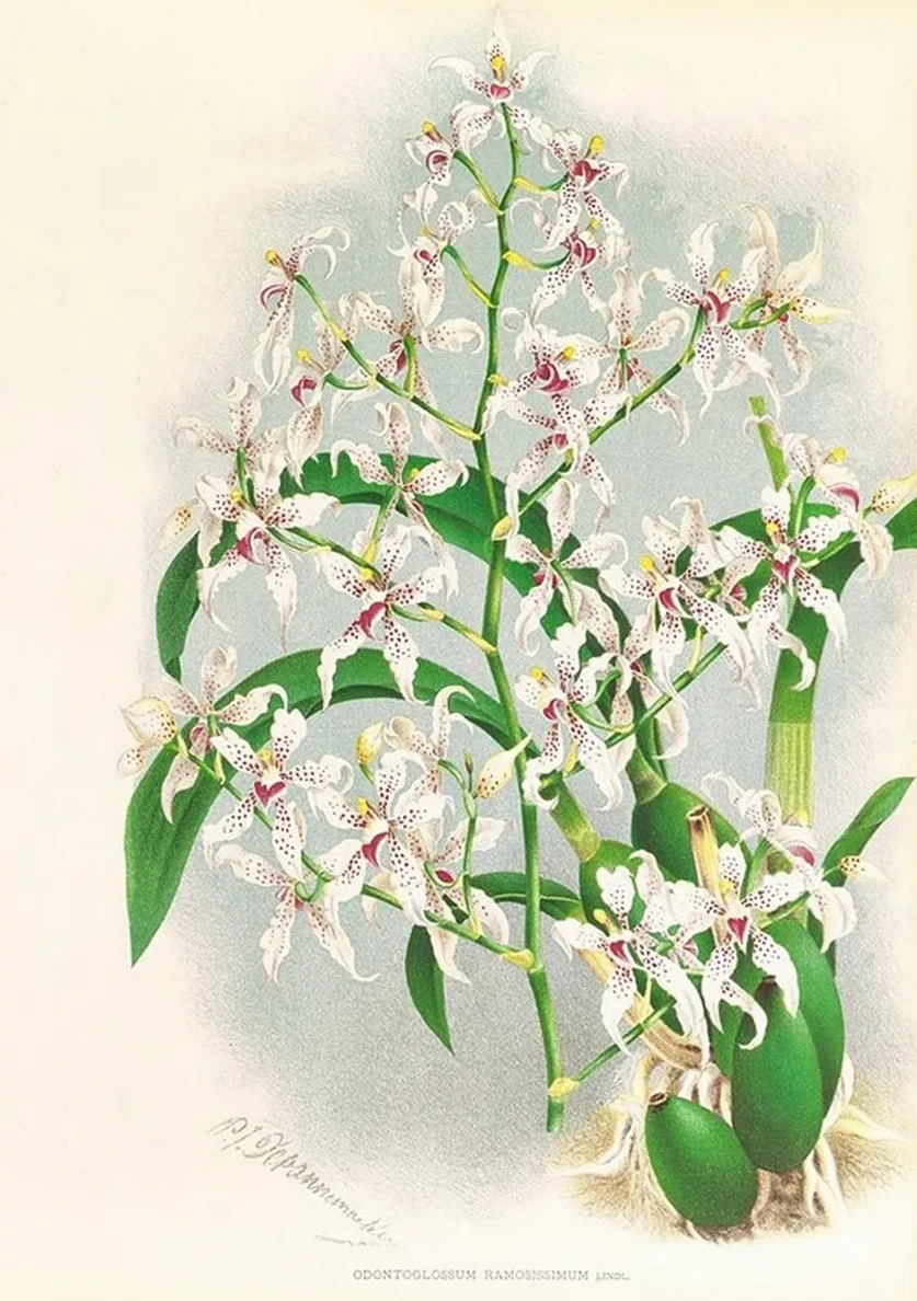 Odontoglossum Ramosissimum