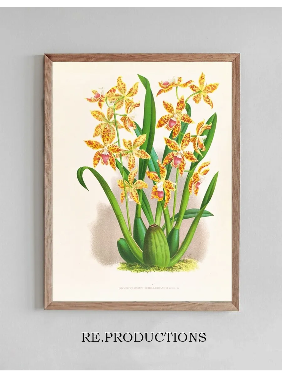 Odontoglossum Schillerianum