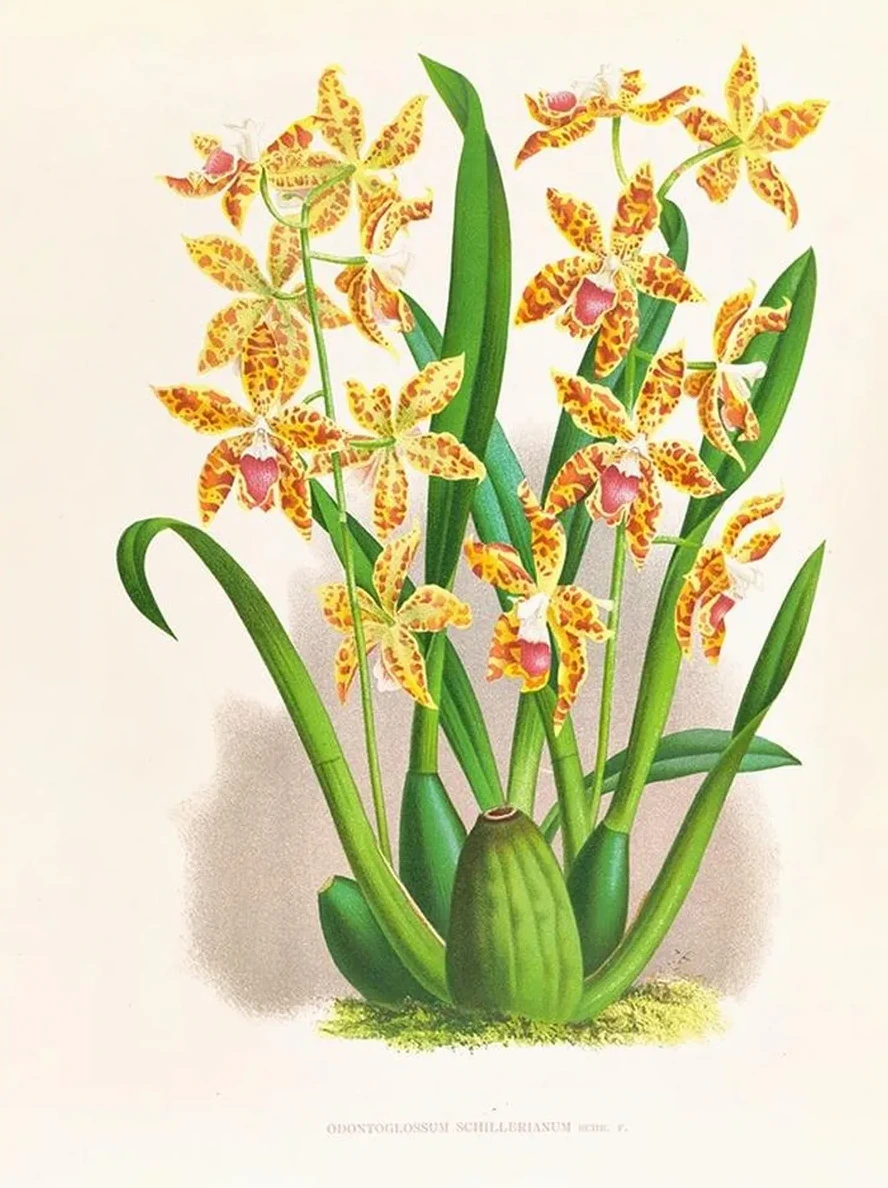 Odontoglossum Schillerianum