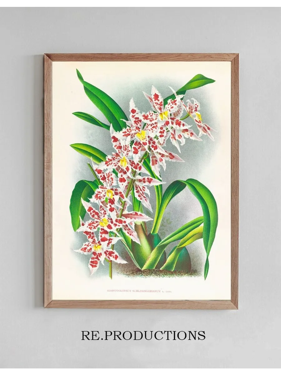 Odontoglossum Schlesingerianum