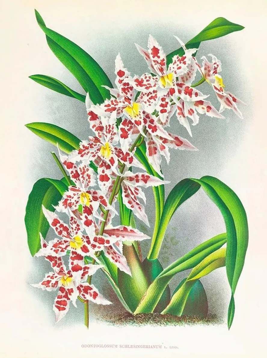 Odontoglossum Schlesingerianum