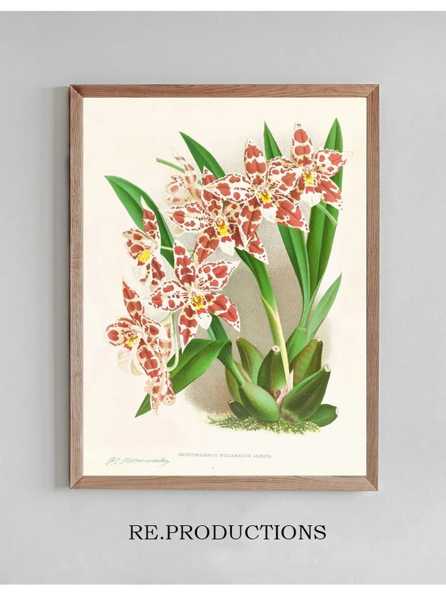 Odontoglossum Wilckeanum Albens