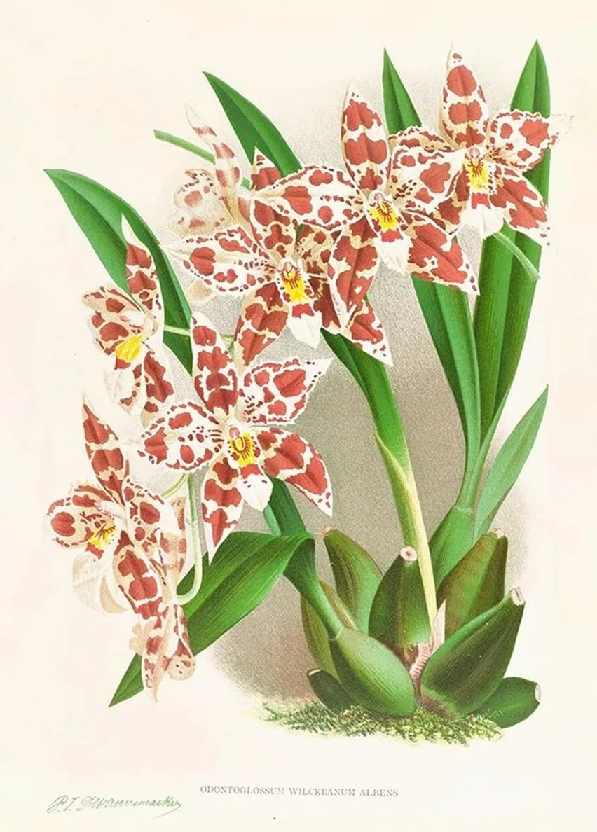 Odontoglossum Wilckeanum Albens