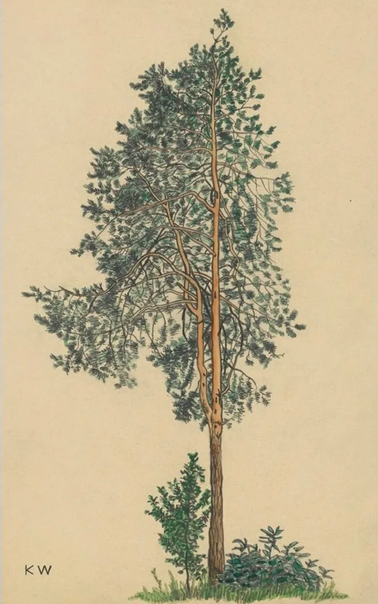 Ohne Titel (Nadelbaum) I