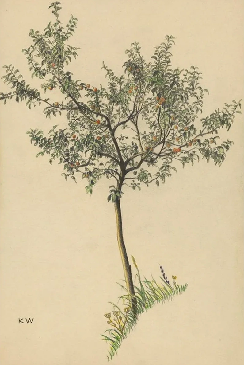 Ohne Titel (Obstbaum)