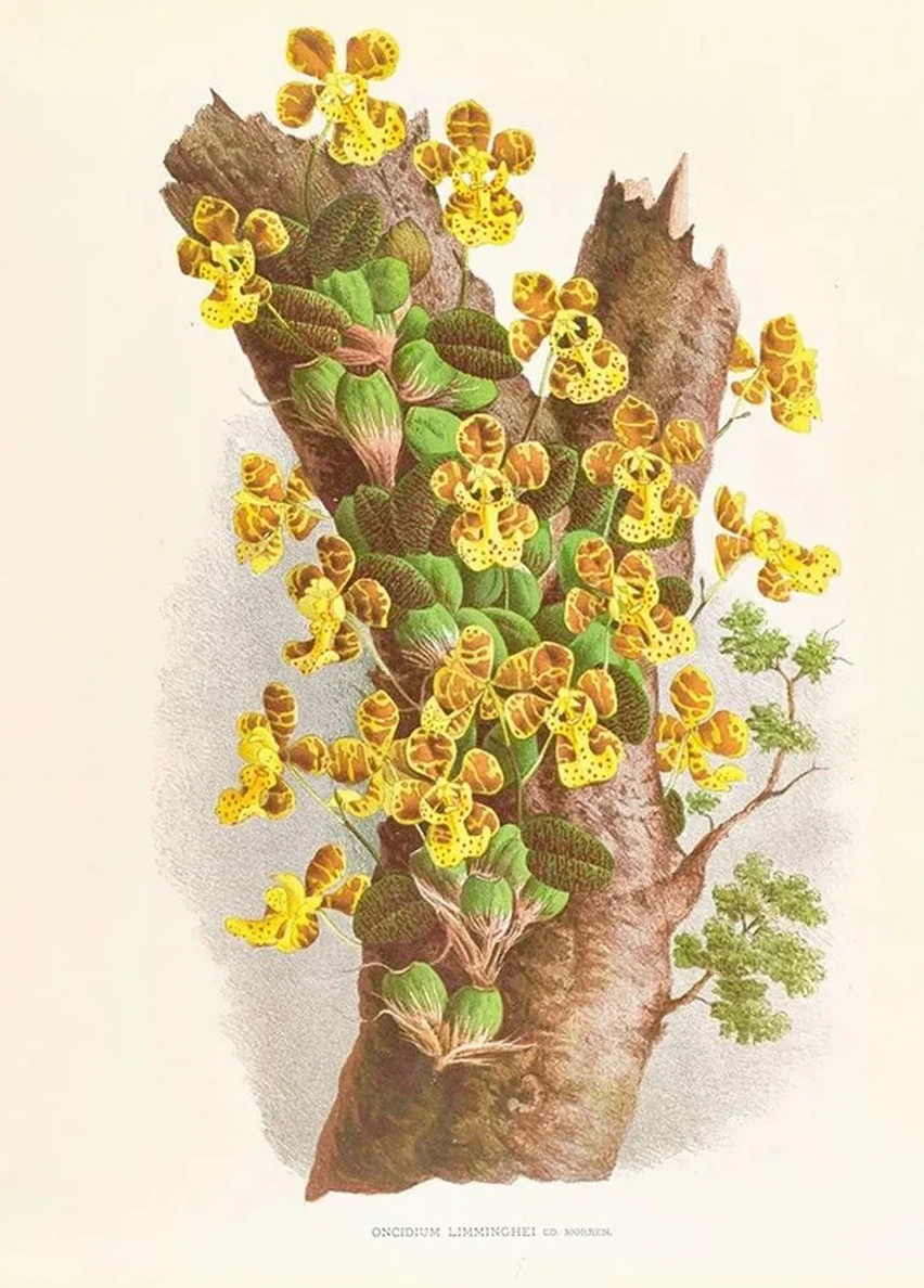 Oncidium Limminghei