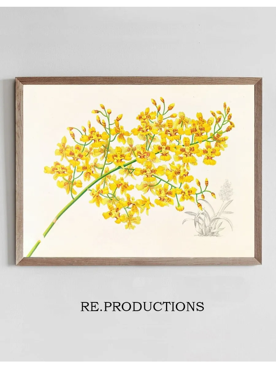 Oncidium Aurosum