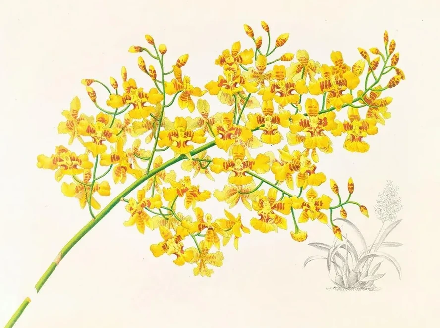 Oncidium Aurosum