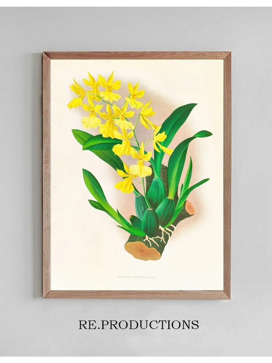 Oncidium Concolor