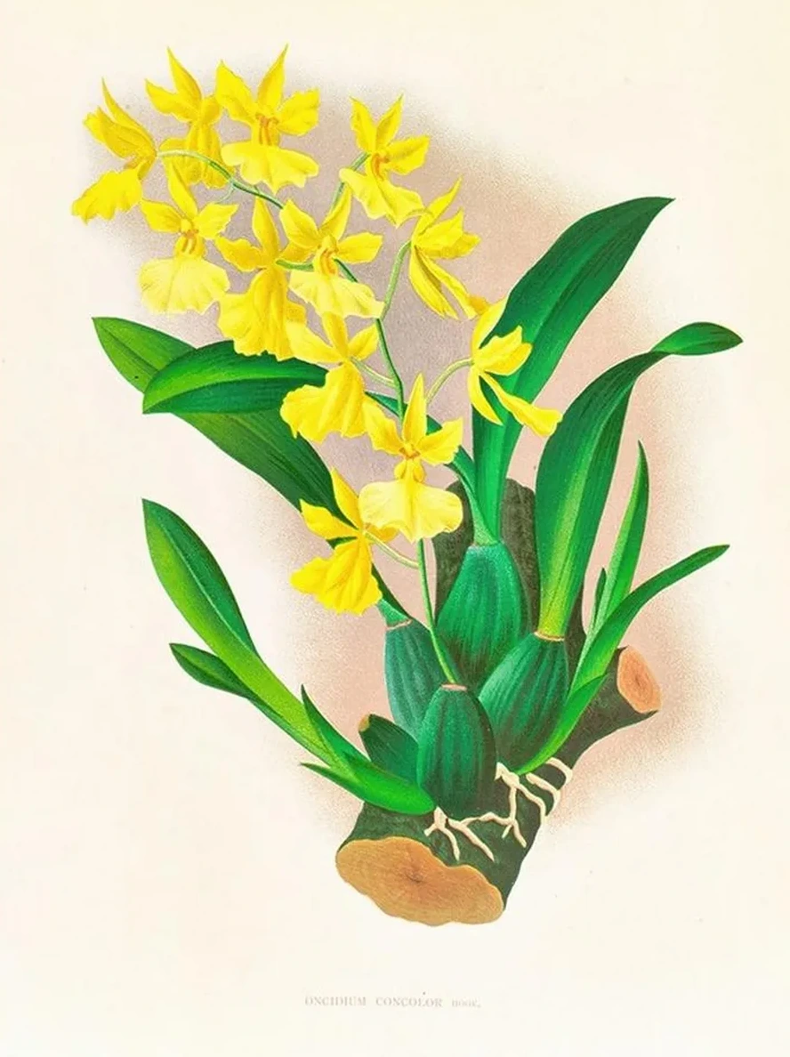 Oncidium Concolor