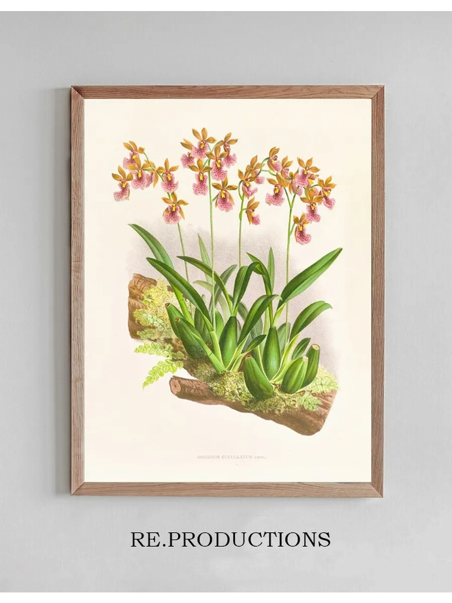 Oncidium Cucullatum