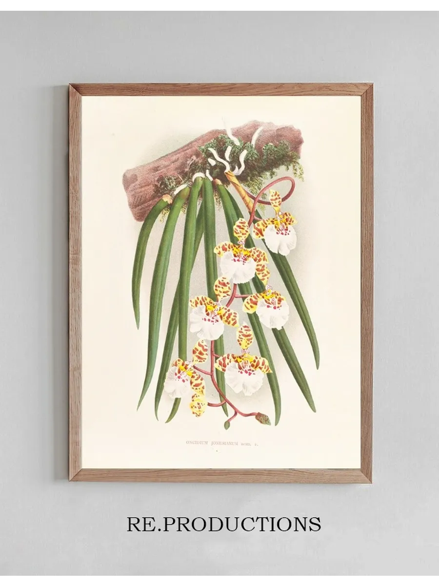 Oncidium Jonesianum