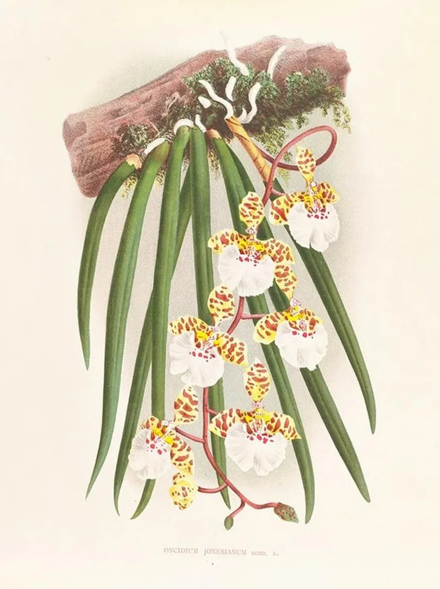 Oncidium Jonesianum