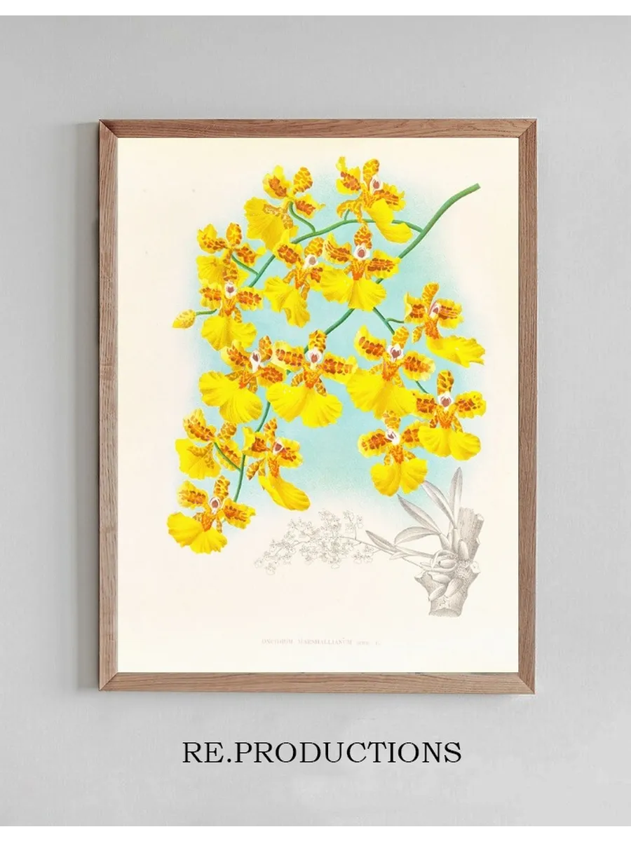Oncidium Marshallianum