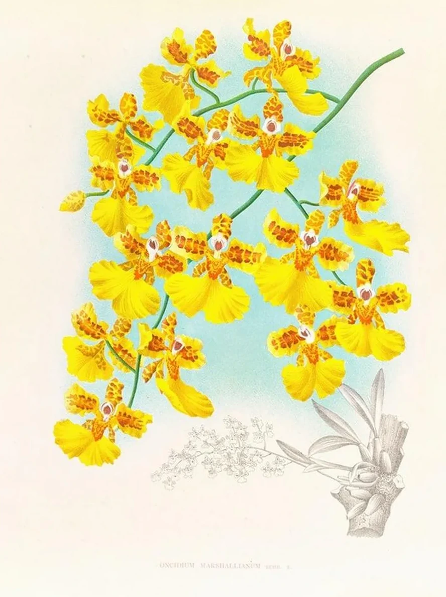 Oncidium Marshallianum