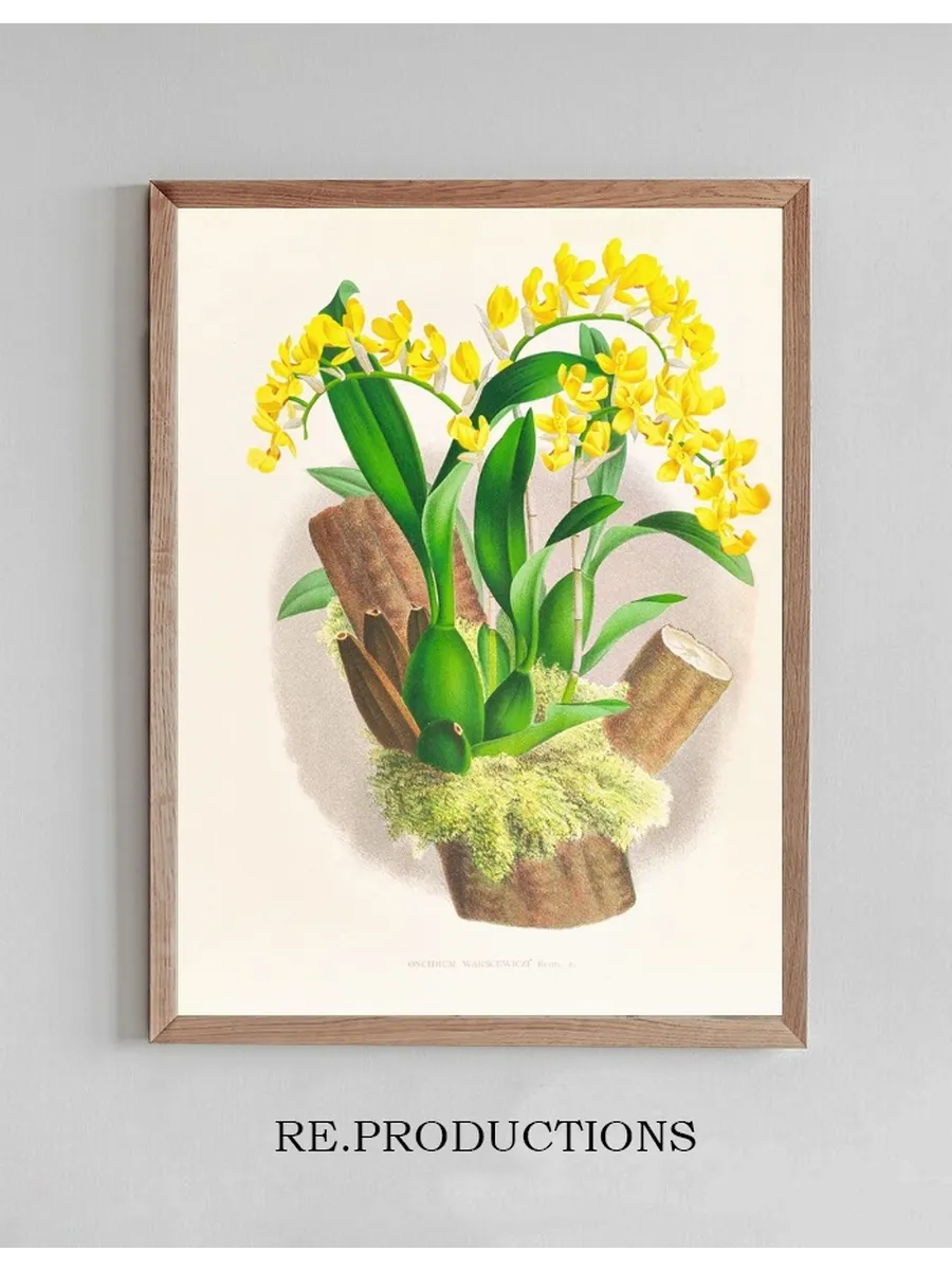 Oncidium Warscewiczi