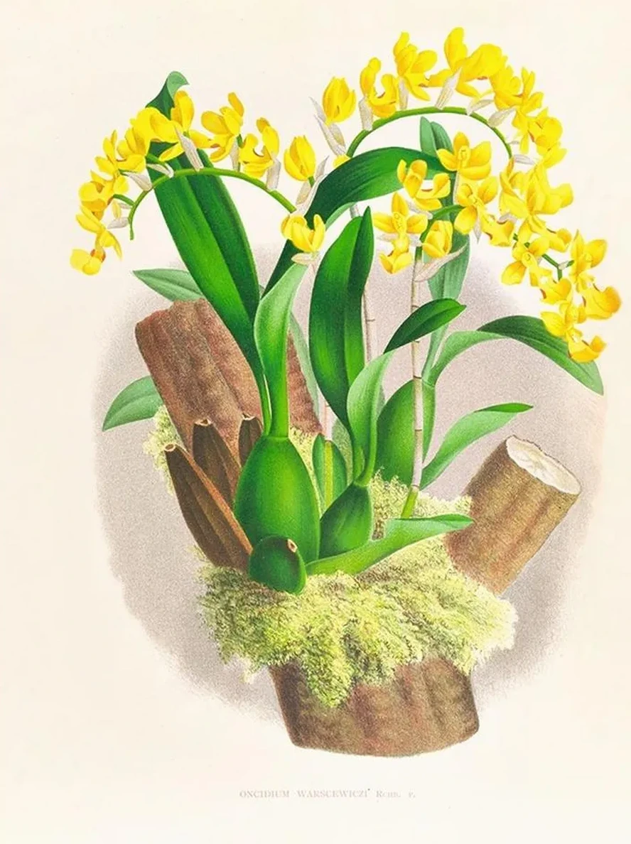 Oncidium Warscewiczi