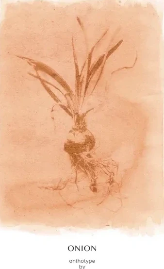 Onion Sienna