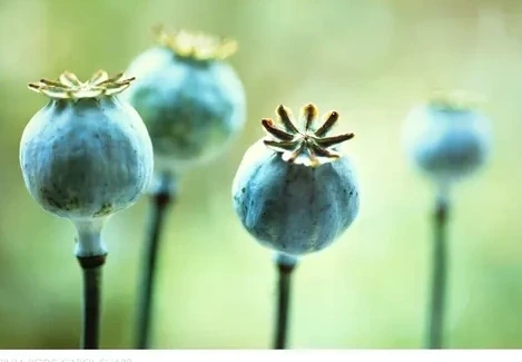 Opium Pods