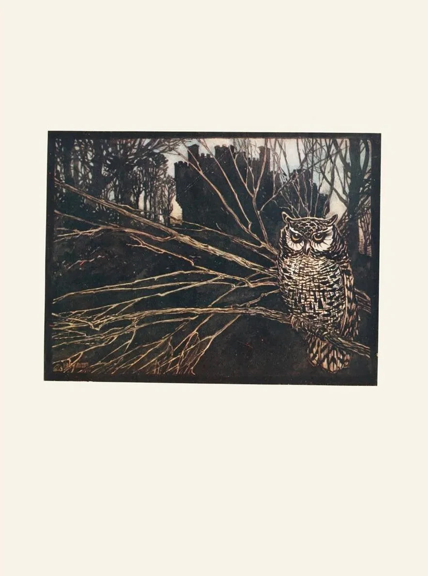 Or a Screech Owl