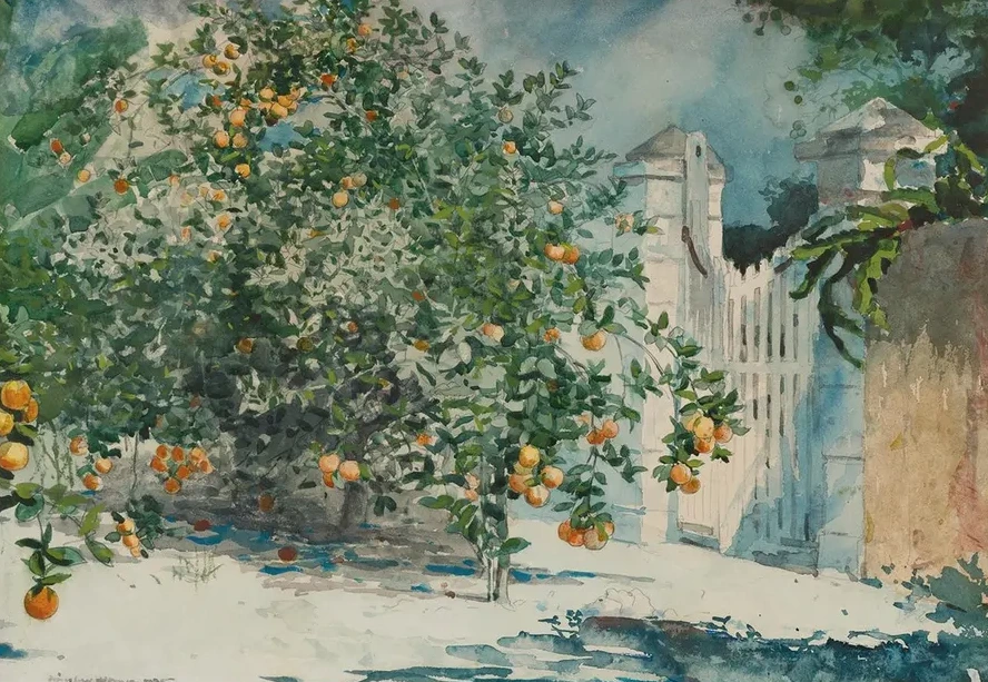 Orange Trees And Gate