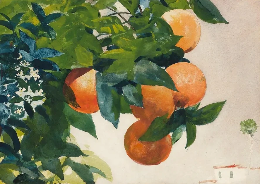 Oranges on a Branch