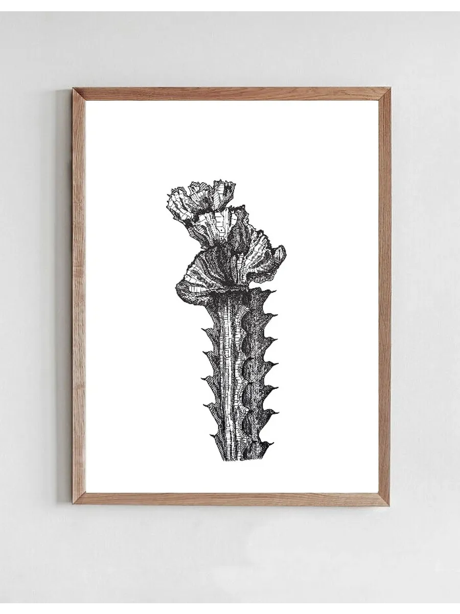 Orchid Cactus