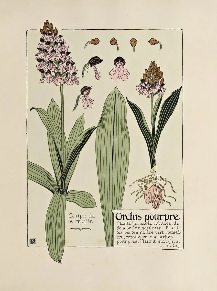 Orchis Pourpre