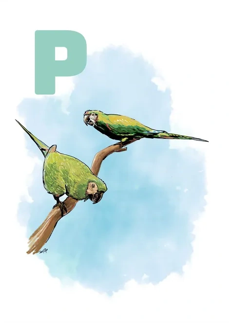 P Green Papeg je